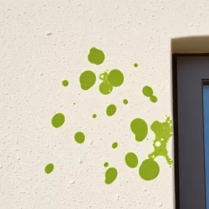 Glony na elewacji jak usunąć