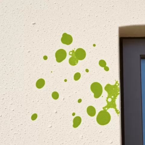 Glony na elewacji jak usunąć