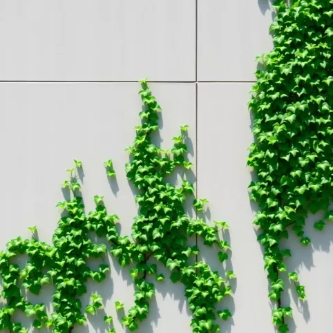 Jaki bluszcz na elewację